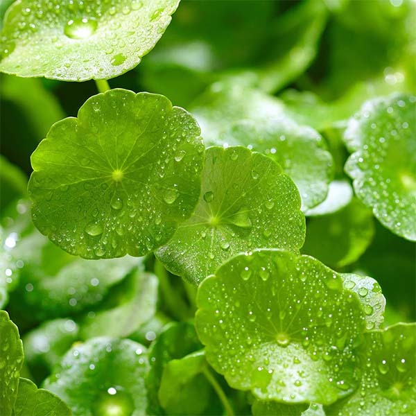 Centella Asiatica